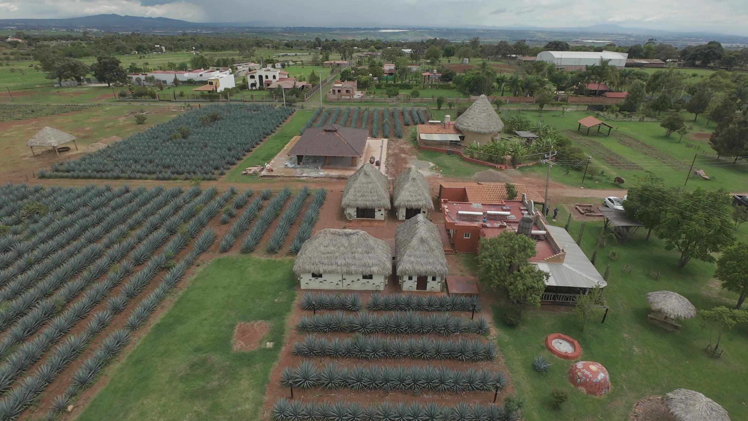 Aerial view of the agave rows and palapa cabins at Finca El Péndulo