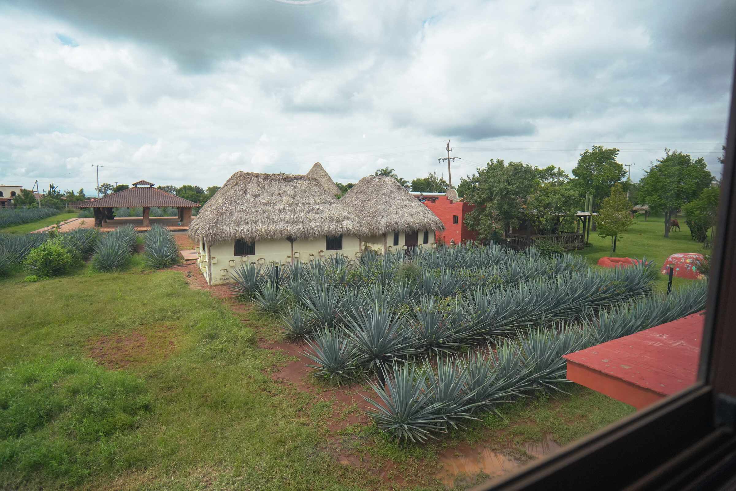 Agave field and palapa cabins under clouds