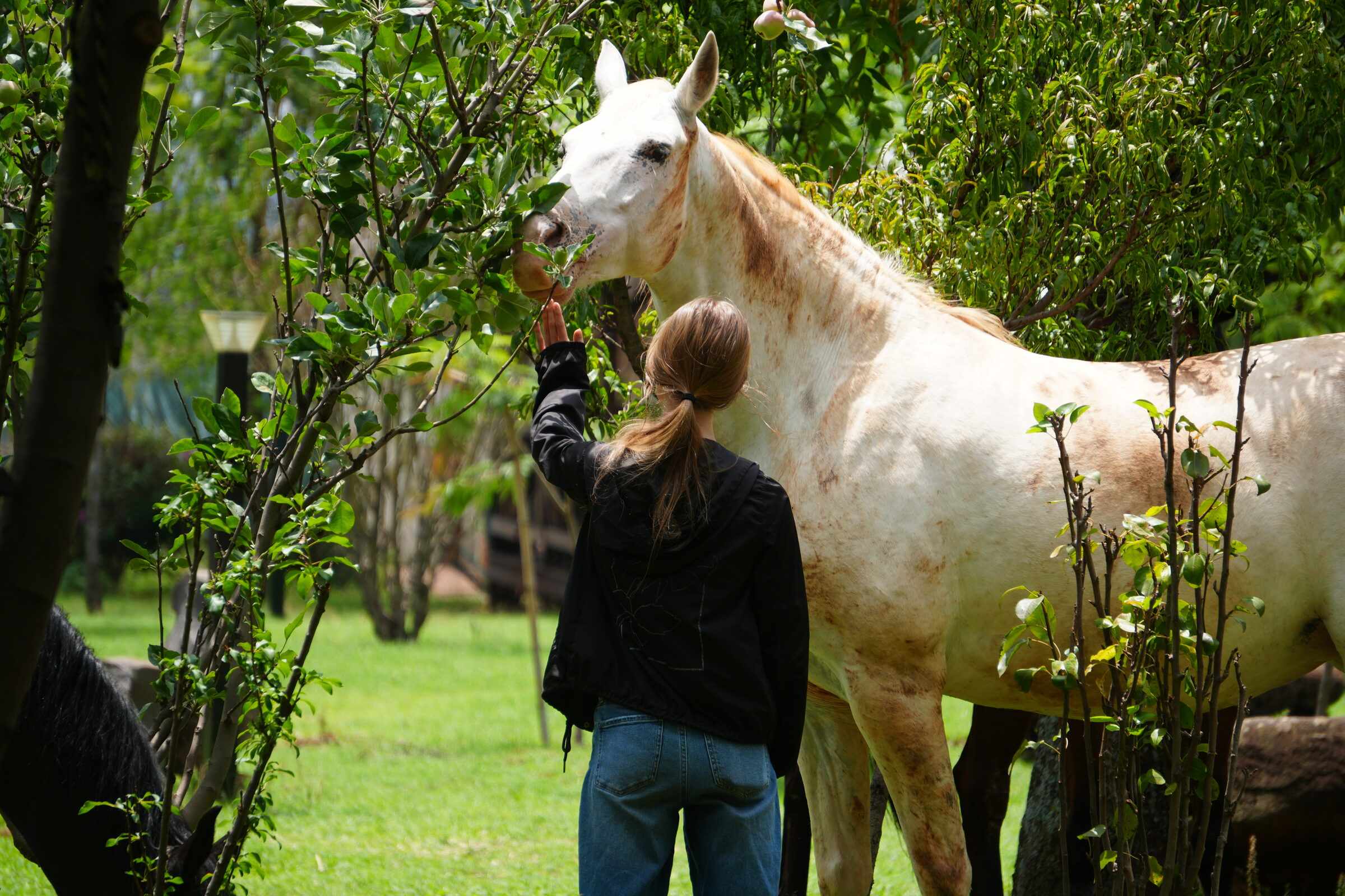 A guest with a white horse