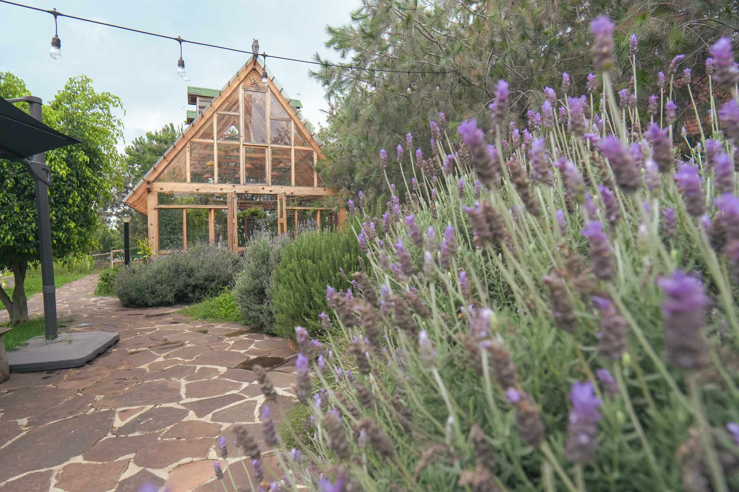 Lavender path with the greenhouse behind