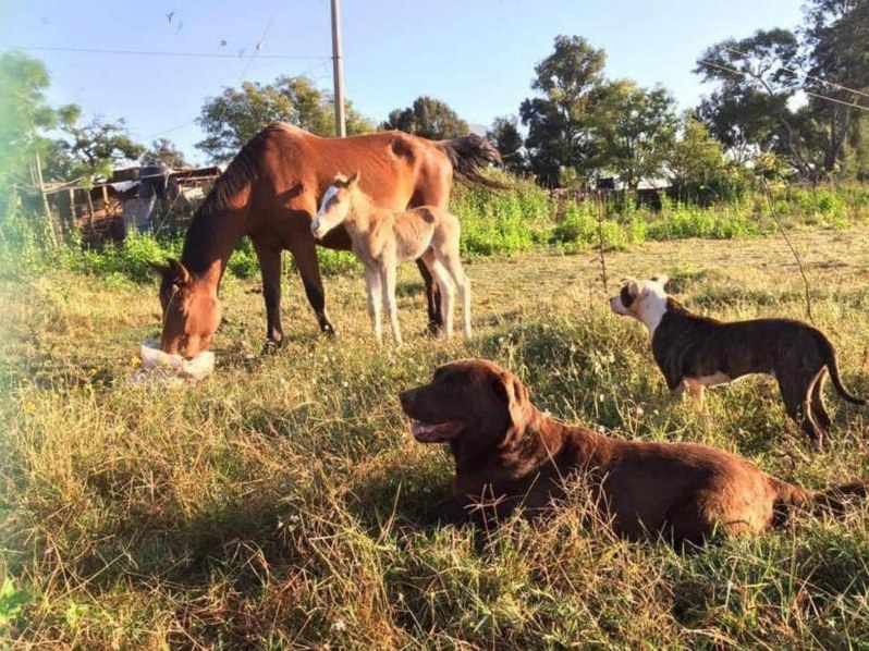 A mare and her foal grazing beside the Finca dogs