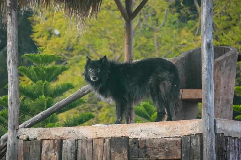 One of the Finca's two wolves standing on a wooden platform